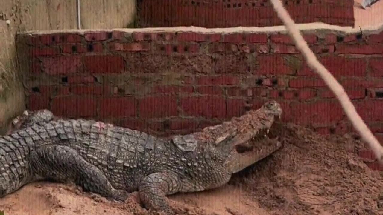 This crocodile is really stubborn