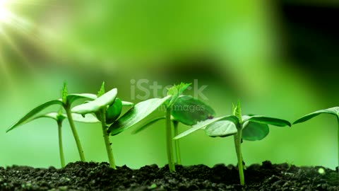 Young cucumber plant