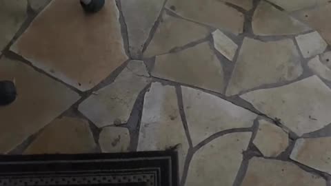 😂🦆 Dog Scared of Duckling! | FunFM