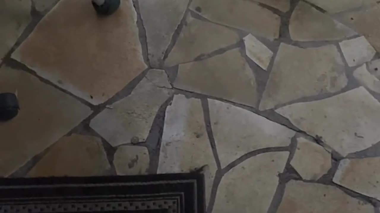 😂🦆 Dog Scared of Duckling! | FunFM