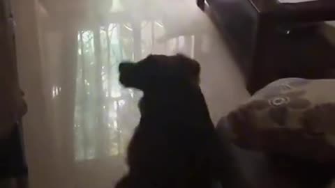 Try Not to laugh 😂😂😂