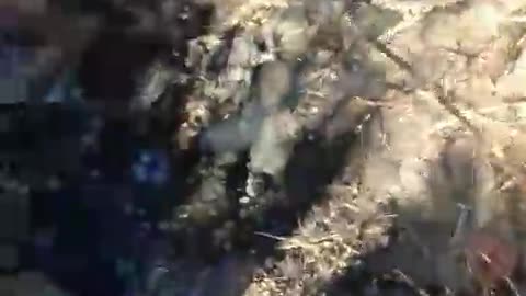 Burnt horse