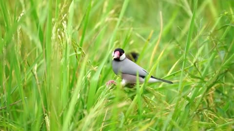 Healing Sound Waves 🎵 Piano & Birdsong for Nervous System Renewal
