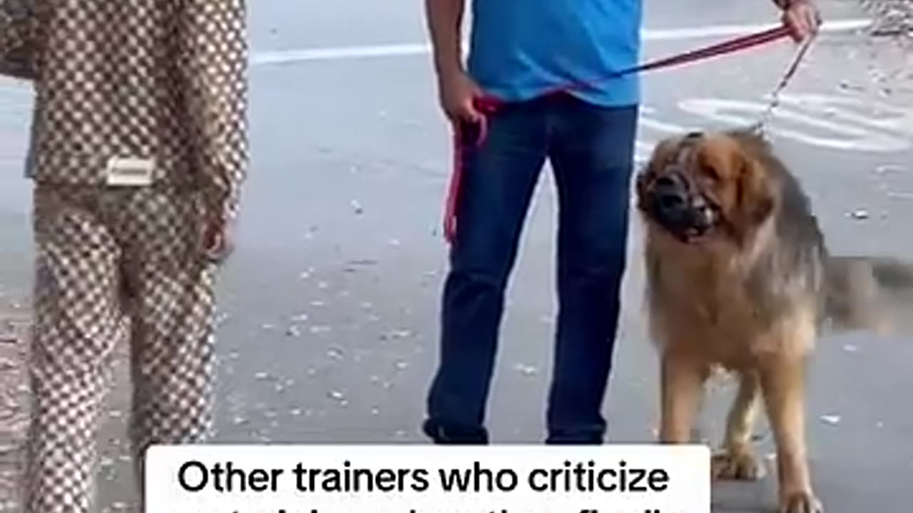 Shocking: How Force Free Trainers Act Around Dogs That Actually Need Help..