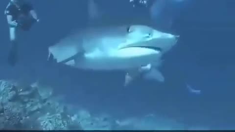 😱🐟 The Shark's Surprise Attack is Too Funny! | FunFM