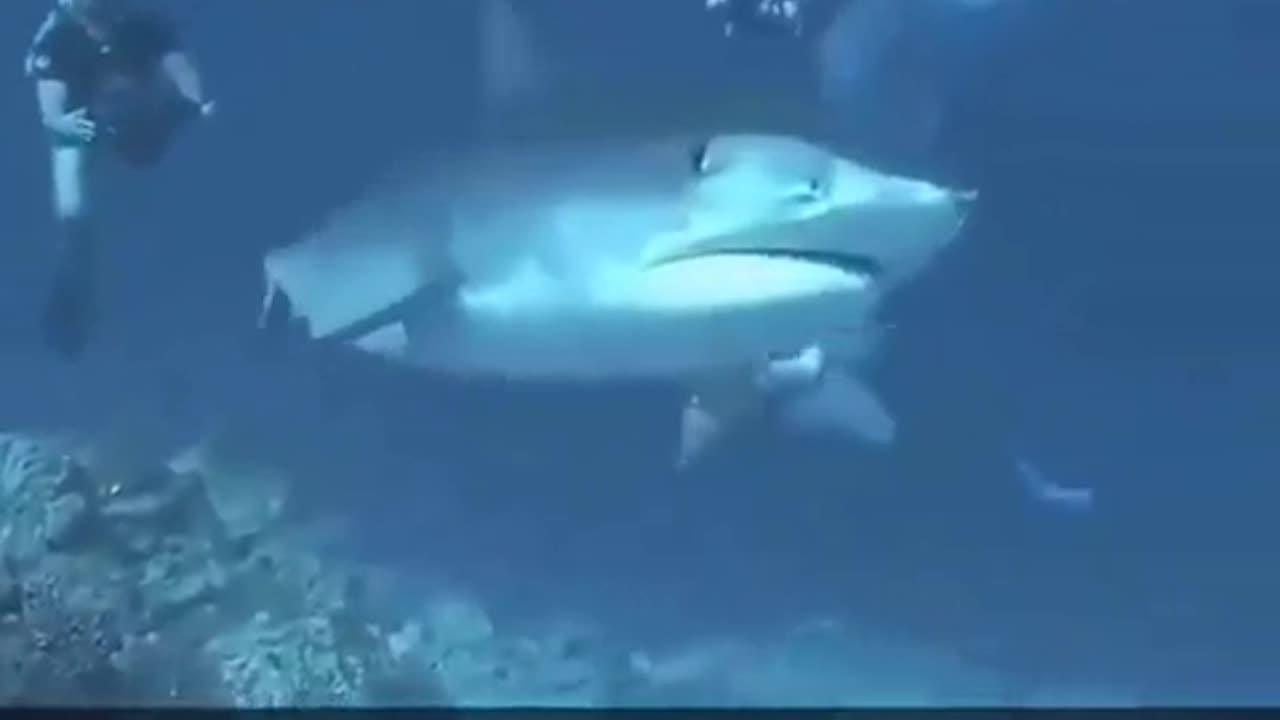 😱🐟 The Shark's Surprise Attack is Too Funny! | FunFM