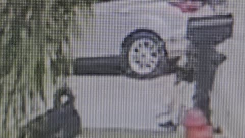 walking on grass with dog