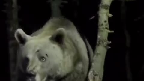 👉 “Big Bear Scared of Thunder ⚡🐻💀”