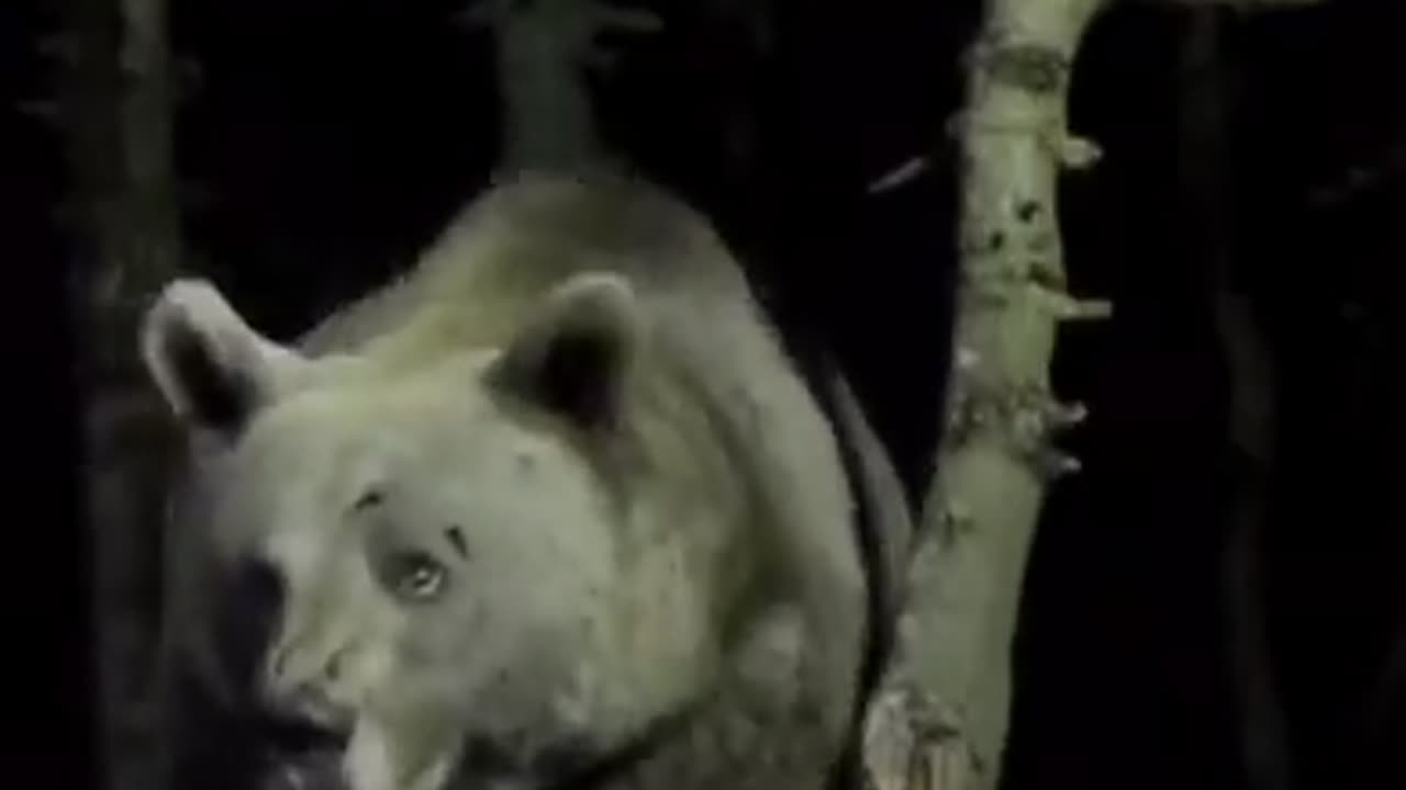 👉 “Big Bear Scared of Thunder ⚡🐻💀”