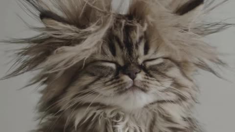 This little fluffy ball of fur has already realized that coffee is a means of pleasure.