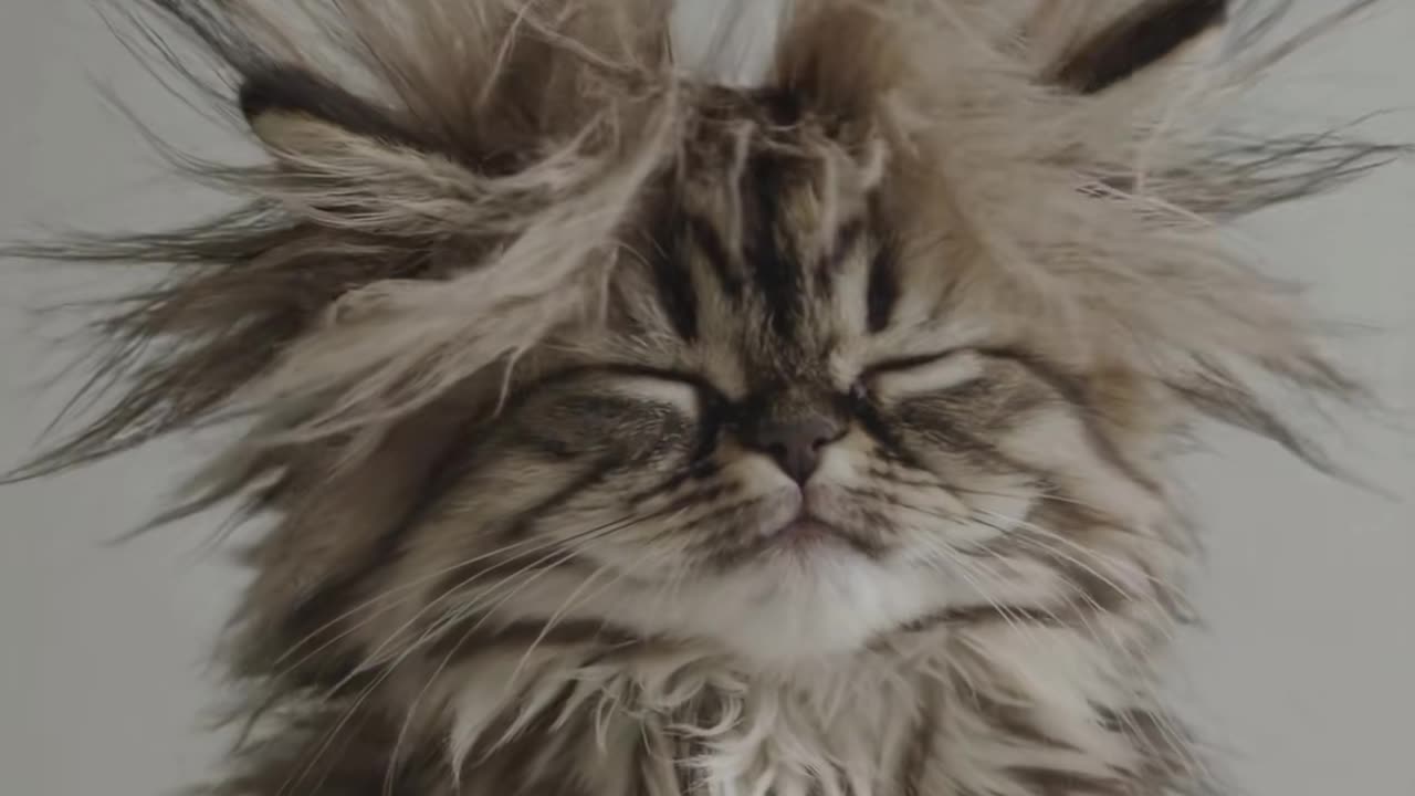 This little fluffy ball of fur has already realized that coffee is a means of pleasure.