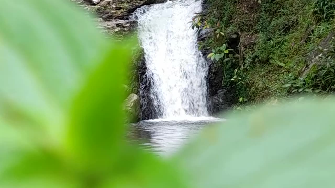Tracking Wildlife in the Wild