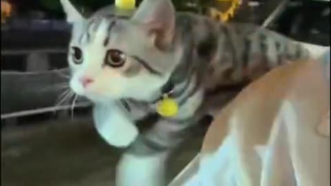Animal caught on camera