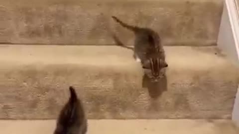 Funny cats funny, animals shots , shortvideos , shots
