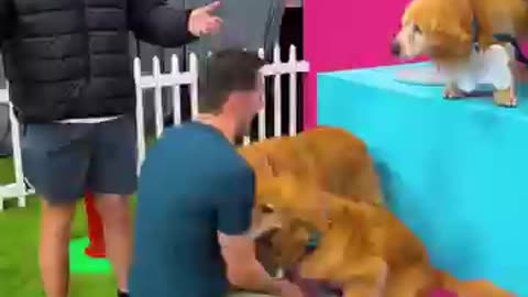 find your dog win 10,000$