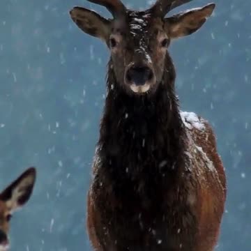 A Stag’s Silent Stand 🦌❄️ | Sounds of Nature