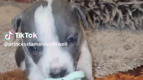 091425 Piggy wants attention