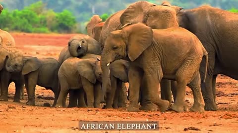 "Animals of Planet Earth 🌍 | Stunning Wildlife from Every Corner of the World in 4K"