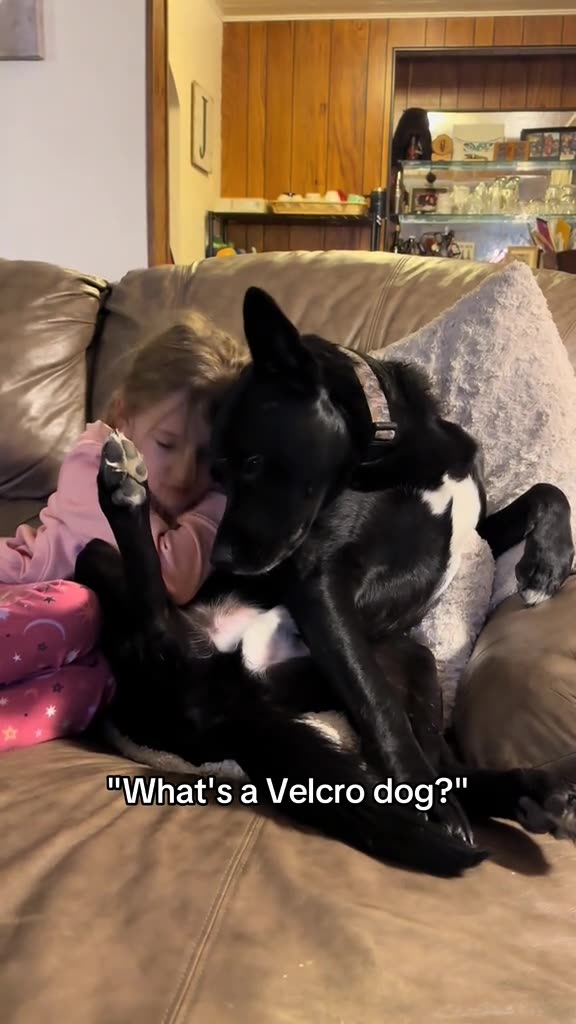 WHAT’S A VELCRO😘 DOG?