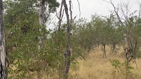 Two Angry Male Lions Patrol Their Territory