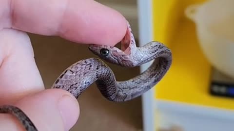 snake bite video
