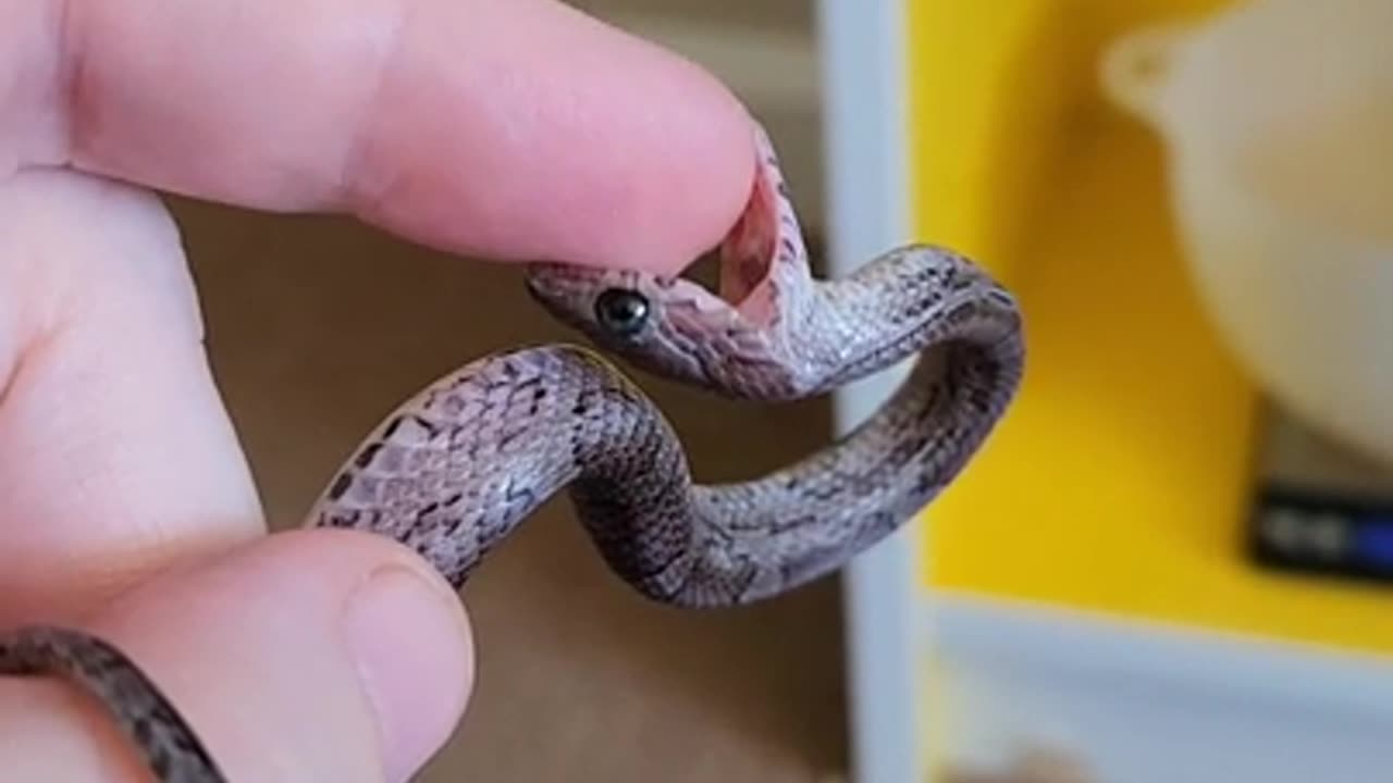 snake bite video