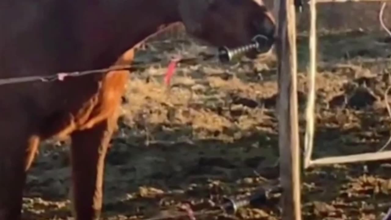 Horse Bites Electric Fence, Learns Shocking Lesson