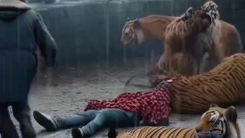 Visitor Killed by Tigers at Zoo #youtubeshorts #animals #tiger #youtubevideos #lion