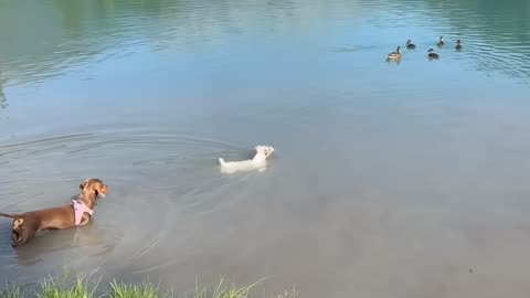 Dog Meets Ducks in the Pond
