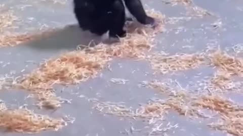 The Great Cat Escape
