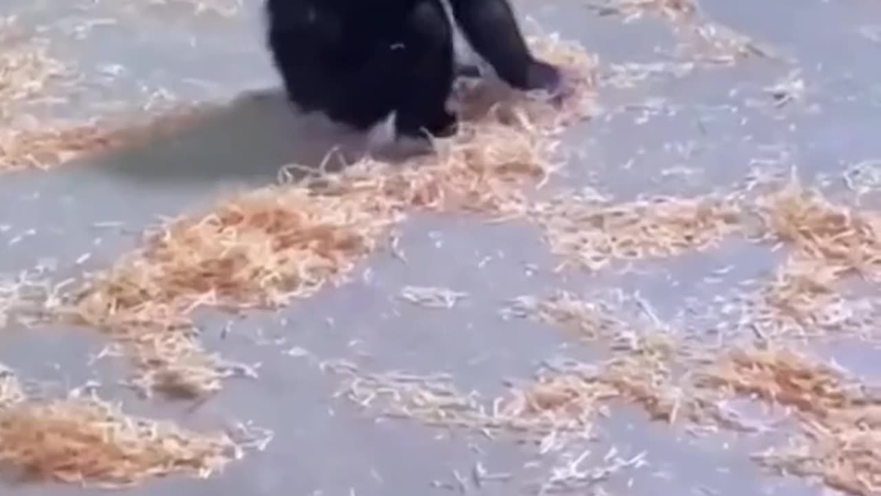 The Great Cat Escape