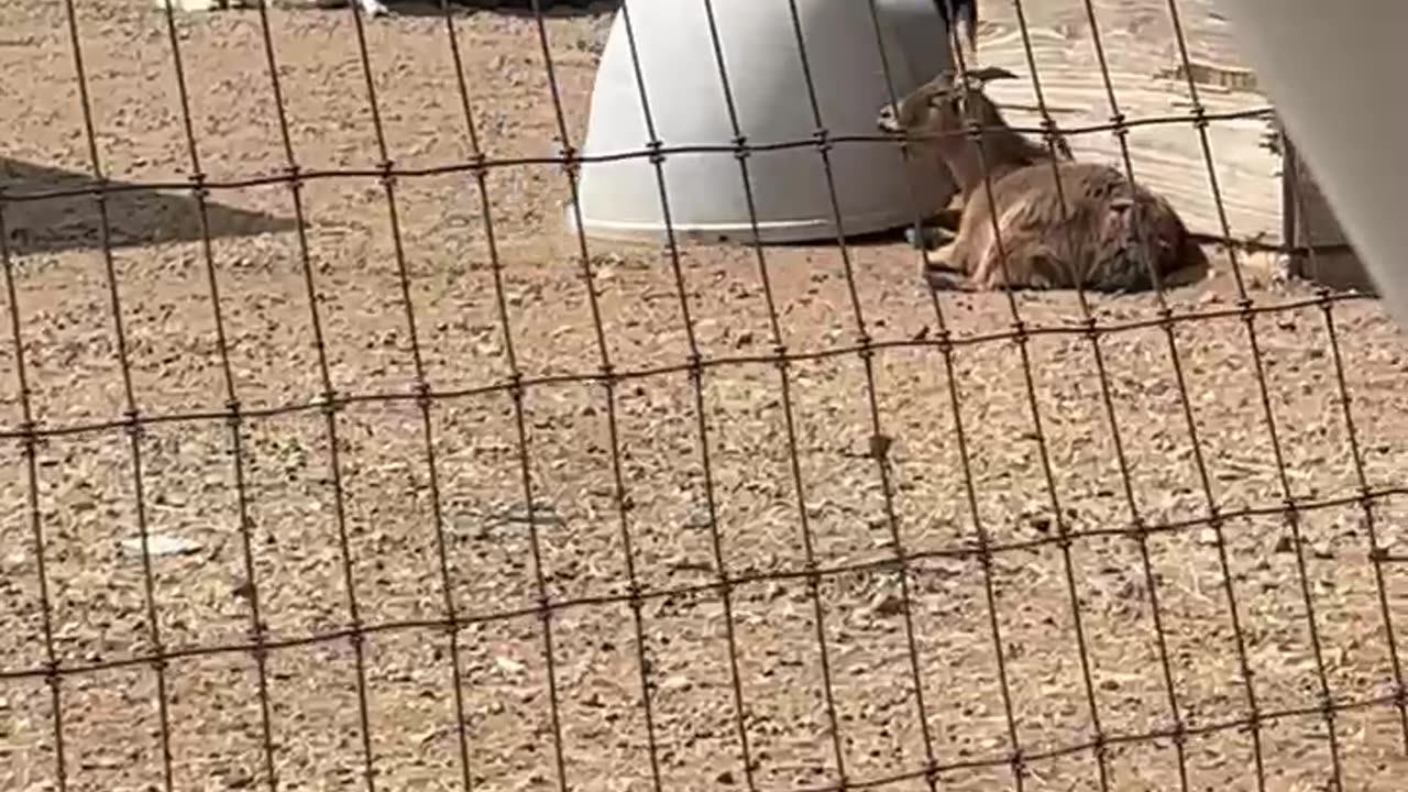 Just a Goat and His Mobile Home