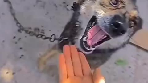 Funny Pets | All Time Funny #Shorts #Viral