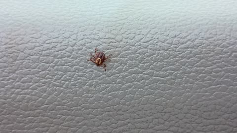 Tick