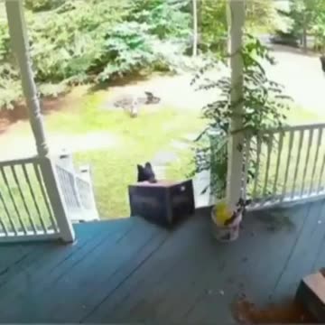 Funny Video Of 4 Legged Porch Pirate