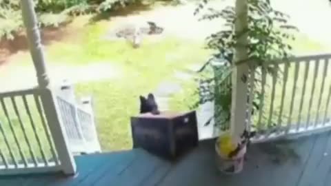 Funny Video Of 4 Legged Porch Pirate