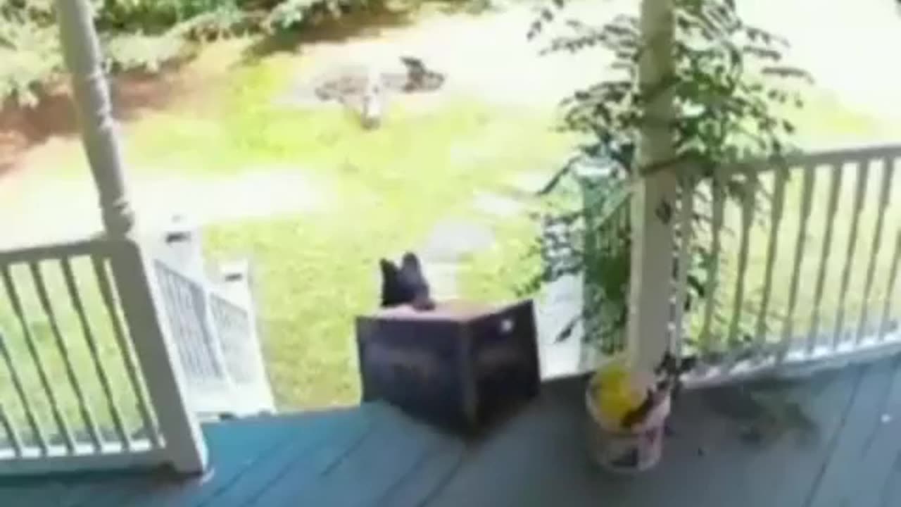 Funny Video Of 4 Legged Porch Pirate
