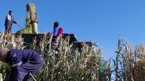 The Ant That Reveals the Truth About Life, Death, and God’s Creation