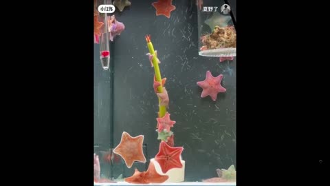 Something most never see: Starfish dancing on a pole