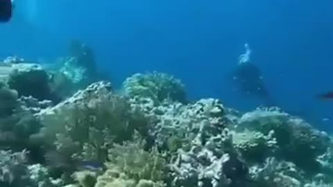 How 7.2 magnitude earthquake looks like underwater