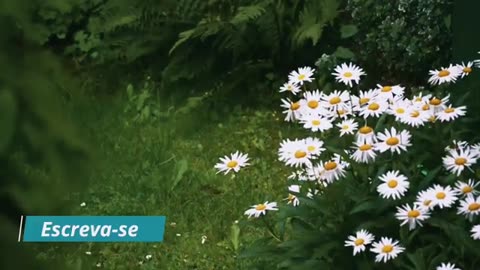 Garden filled with flowers
