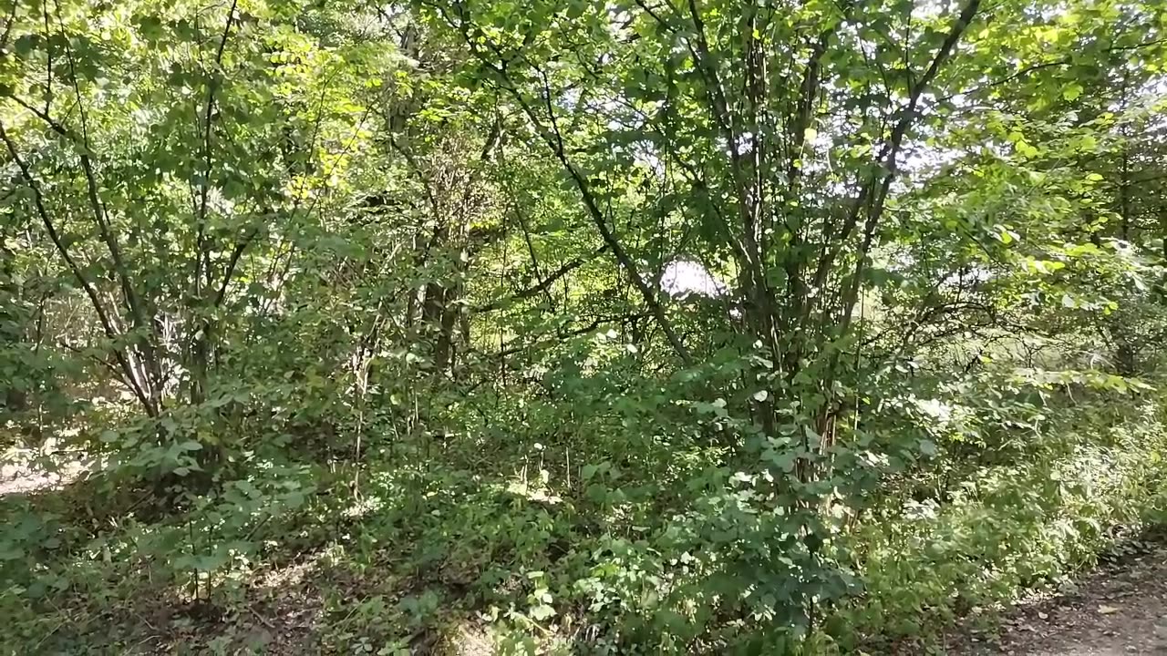 obserwują ...obserwują ...