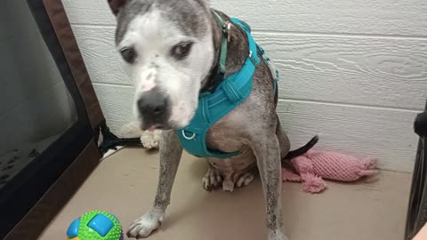 Rocky 5y A711654 adopted@TRN fed less, his adopted mom said his tummy feelin yuckie today20250817530