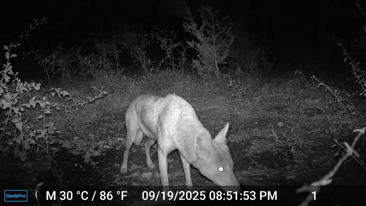 Coyotes Howling