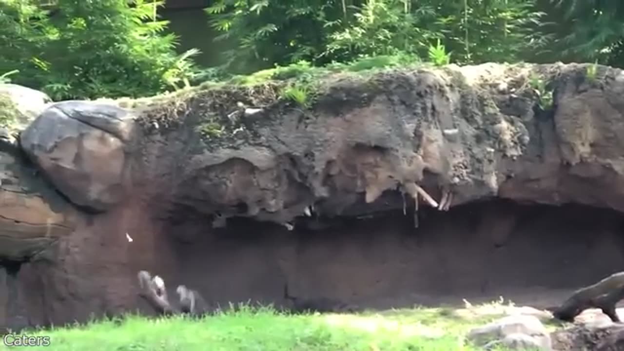 Funny animal video