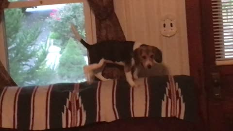 More Antics from Daisy the Beagle Puppy