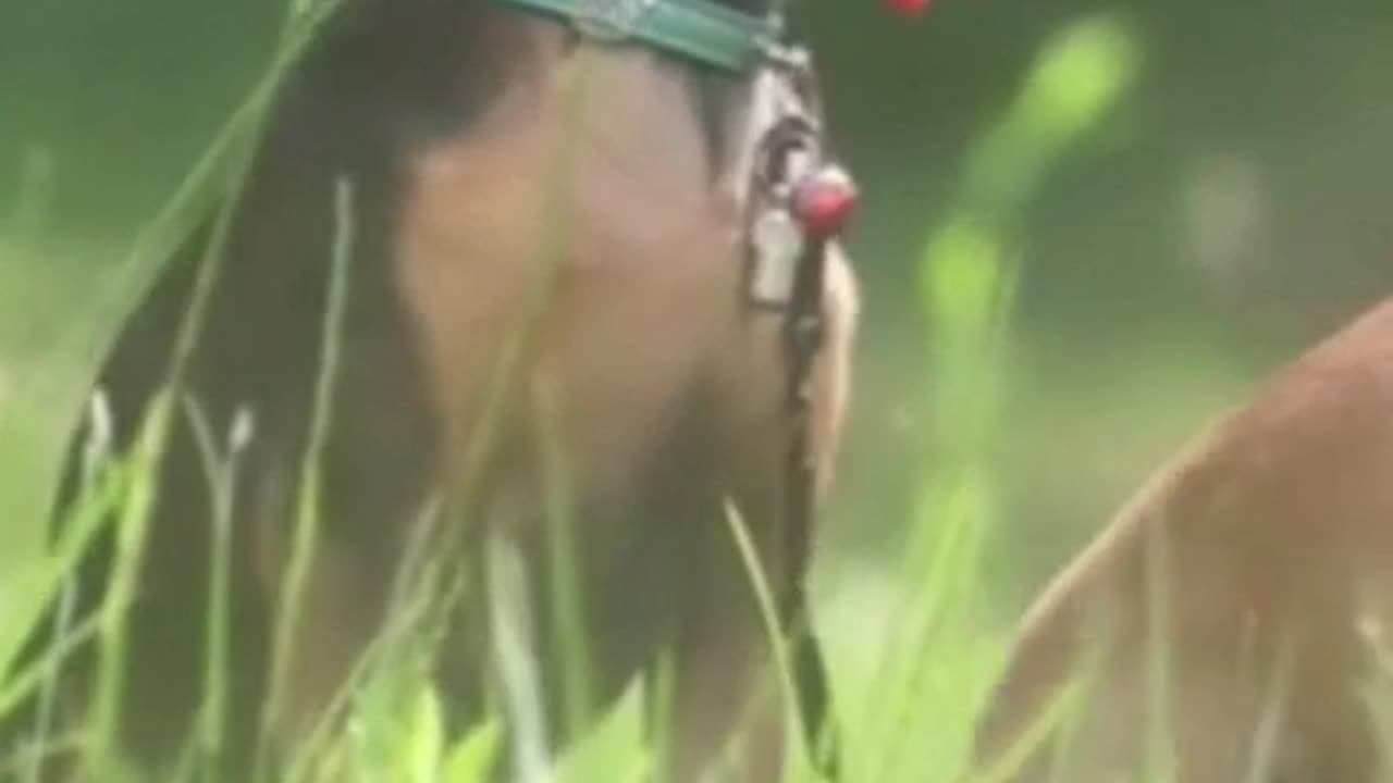 Chihuahua dance party