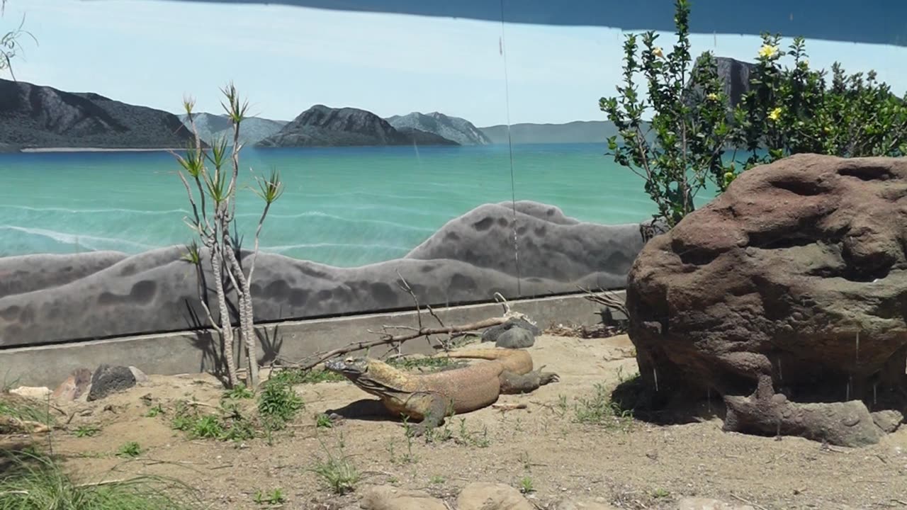 Komodo Dragon Sunbathing at The San Diego Zoo