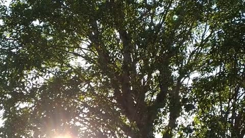 Daily Horoscope | Taurus 🌟