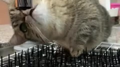 CUTE